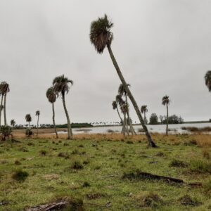 Palmares de la especie Butia Yatay Gentileza Carolina Silva