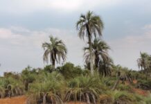 ESPECIE ENDÉMICA DE CORRIENTES Identifican alto grado de vulnerabilidad de la “Palmera de Bonpland” y proponen medidas de protección