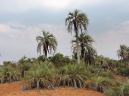 Identifican alto grado de vulnerabilidad de la “Palmera de Bonpland” y proponen medidas de protección