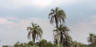 ESPECIE ENDÉMICA DE CORRIENTES Identifican alto grado de vulnerabilidad de la “Palmera de Bonpland” y proponen medidas de protección