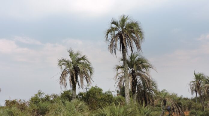 ESPECIE ENDÉMICA DE CORRIENTES Identifican alto grado de vulnerabilidad de la “Palmera de Bonpland” y proponen medidas de protección