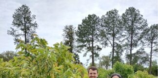 Nuevos Conocimientos Estimarán la cantidad de insectos polinizadores para optimizar la producción de paltas