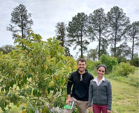 Nuevos Conocimientos Estimarán la cantidad de insectos polinizadores para optimizar la producción de paltas