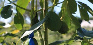 Caracterizan molecularmente genotipos de plantas de palta del NEA y NOA