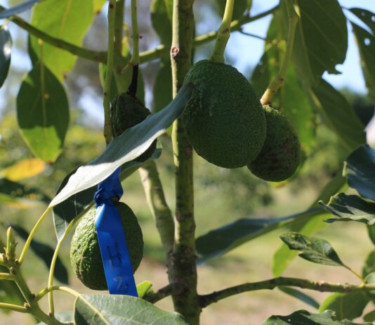 Caracterizan molecularmente genotipos de plantas de palta del NEA y NOA