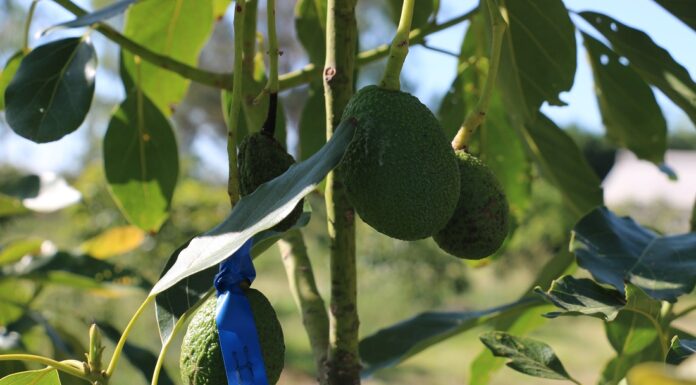 Caracterizan molecularmente genotipos de plantas de palta del NEA y NOA