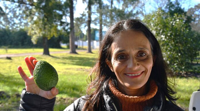 EXTENSIÓN UNIVERSITARIA Investigadoras de la UNNE y el INTA elaboraron manual gratuito para impulsar el cultivo de palta en el NEA