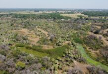 Estudio expone importancia de la conexión entre parches de bosques para la densidad poblacional de monos carayás