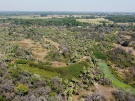 Estudio expone importancia de la conexión entre parches de bosques para la densidad poblacional de monos carayás