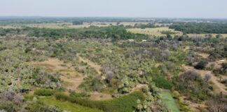 Estudio expone importancia de la conexión entre parches de bosques para la densidad poblacional de monos carayás
