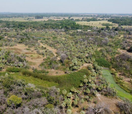 Estudio expone importancia de la conexión entre parches de bosques para la densidad poblacional de monos carayás