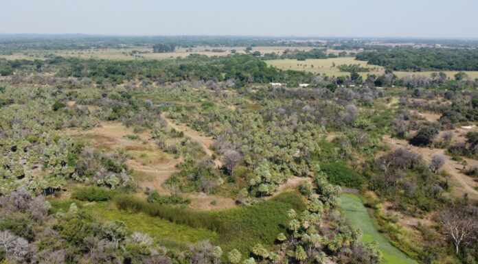 Estudio expone importancia de la conexión entre parches de bosques para la densidad poblacional de monos carayás