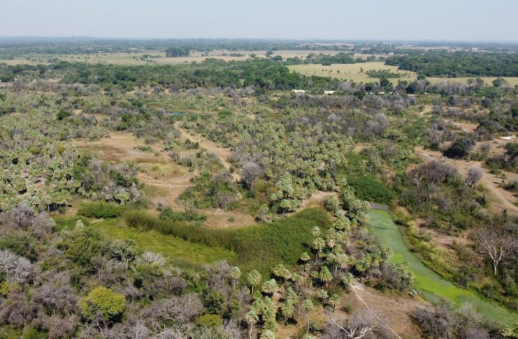 Estudio expone importancia de la conexión entre parches de bosques para la densidad poblacional de monos carayás