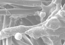 CIENCIA UNNE Becaria investiga la presencia de residuos de disparos con armas de fuego en diferentes prendas