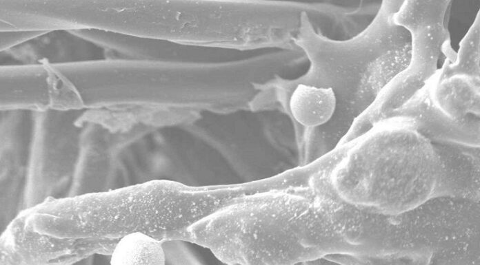 CIENCIA UNNE Becaria investiga la presencia de residuos de disparos con armas de fuego en diferentes prendas