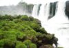 Un estudio genético sirvió para proteger una planta en peligro de extinción en las Cataratas del Iguazú