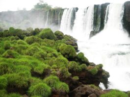 Un estudio genético sirvió para proteger una planta en peligro de extinción en las Cataratas del Iguazú