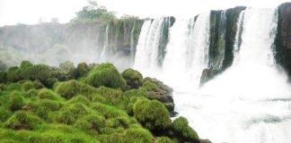 NUEVOS CONOCIMIENTOS Un estudio genético sirvió para proteger una planta en peligro de extinción en las Cataratas del Iguazú