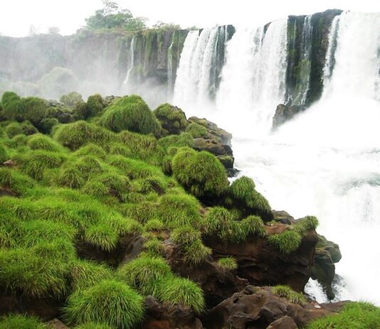 Un estudio genético sirvió para proteger una planta en peligro de extinción en las Cataratas del Iguazú