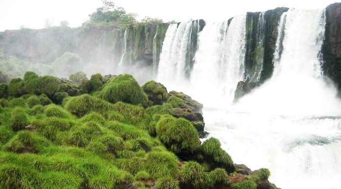 Un estudio genético sirvió para proteger una planta en peligro de extinción en las Cataratas del Iguazú