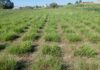 Pasto horqueta: con herramientas genéticas darían solución a la falta de forraje en invierno