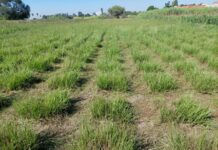 Pasto horqueta: con herramientas genéticas darían solución a la falta de forraje en invierno