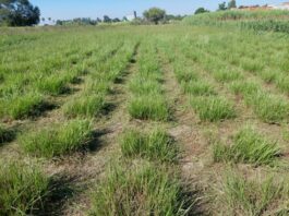 Pasto horqueta: con herramientas genéticas darían solución a la falta de forraje en invierno