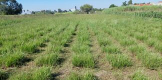 Pasto horqueta: con herramientas genéticas darían solución a la falta de forraje en invierno