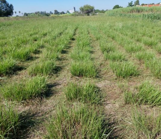 Pasto horqueta: con herramientas genéticas darían solución a la falta de forraje en invierno