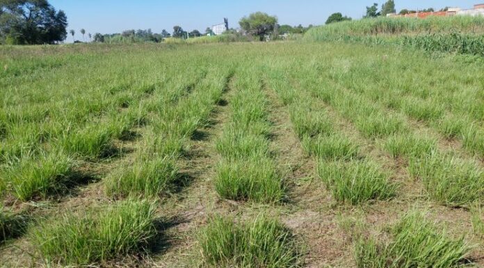 Pasto horqueta: con herramientas genéticas darían solución a la falta de forraje en invierno