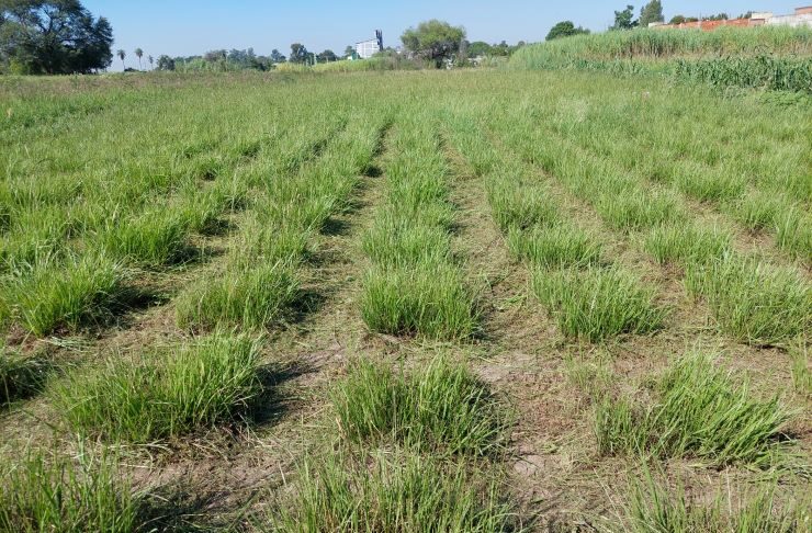 Pasto horqueta: con herramientas genéticas darían solución a la falta de forraje en invierno