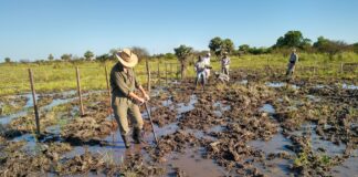 CHACO HÚMEDO Identifican pasturas con potencial de adaptarse a ambientes con alternancia de inundación y sequía