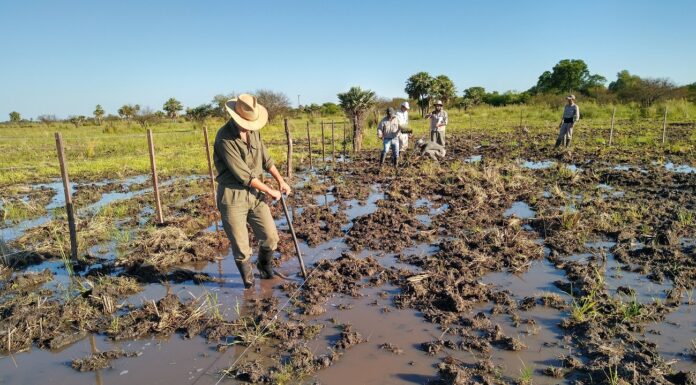 CHACO HÚMEDO Identifican pasturas con potencial de adaptarse a ambientes con alternancia de inundación y sequía