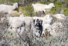 Estudian el rol de perros no entrenados en la protección del ganado caprino chaqueño
