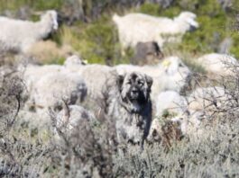 Estudian el rol de perros no entrenados en la protección del ganado caprino chaqueño