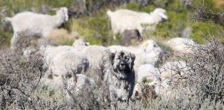 NUEVOS CONOCIMIENTOS Estudian el rol de perros no entrenados en la protección del ganado caprino chaqueño