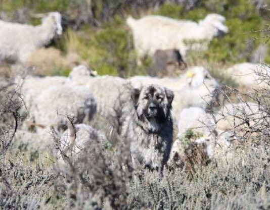Estudian el rol de perros no entrenados en la protección del ganado caprino chaqueño