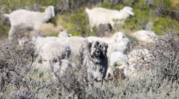Estudian el rol de perros no entrenados en la protección del ganado caprino chaqueño