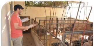 EXTENSIÓN UNIVERSITARIA Buenos resultados en una dieta para alimentar cerdos utilizando mandioca de descartes