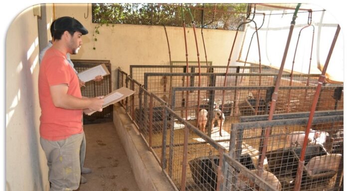EXTENSIÓN UNIVERSITARIA Buenos resultados en una dieta para alimentar cerdos utilizando mandioca de descartes