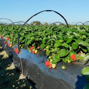 Plantaciones de frutillas Gentileza Jorge Behr
