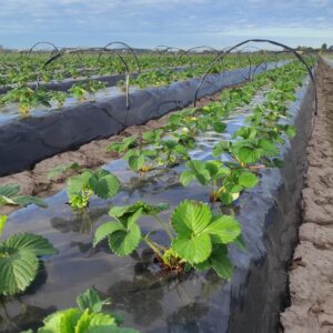 Plantaciones de frutillas en Corrientes Gentileza Jorge Behr
