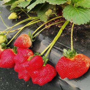 Plantaciones de frutillas en Corrientes Gentileza de Jorge Behr