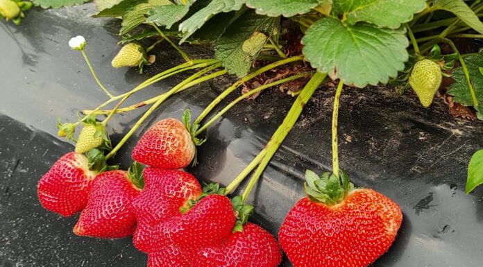 AGRICULTURA FAMILIAR Evalúan el estado nutricional de plantaciones de frutilla en Corrientes