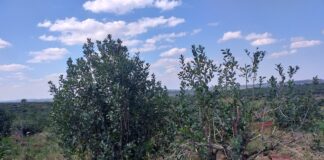 Con participación de docentes-investigadores de UNNE y UNS, publican libro sobre el potencial de las producciones regionales