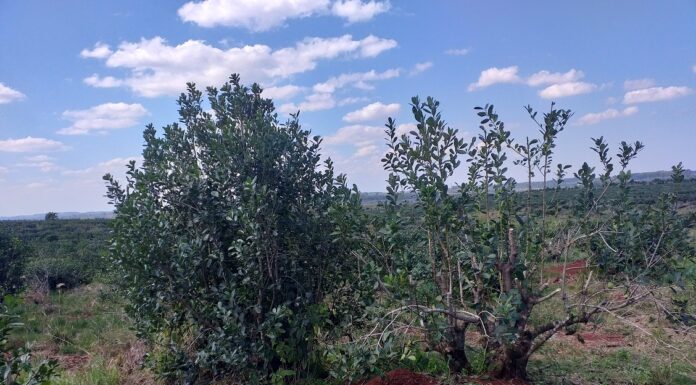 Con participación de docentes-investigadores de UNNE y UNS, publican libro sobre el potencial de las producciones regionales