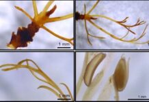 Comprueban que una familia de plantas acuáticas de Misiones puede indicar el estado de salud de los arroyos