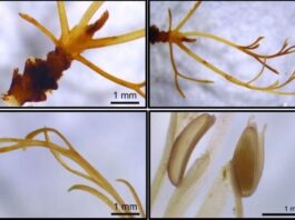 Comprueban que una familia de plantas acuáticas de Misiones puede indicar el estado de salud de los arroyos