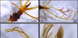 NUEVOS CONOCIMIENTOS Comprueban que una familia de plantas acuáticas de Misiones puede indicar el estado de salud de los arroyos