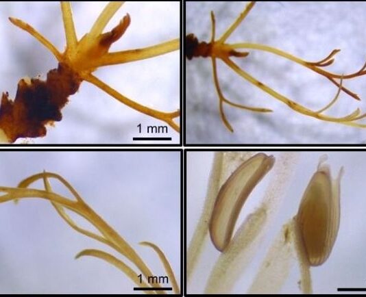 Comprueban que una familia de plantas acuáticas de Misiones puede indicar el estado de salud de los arroyos